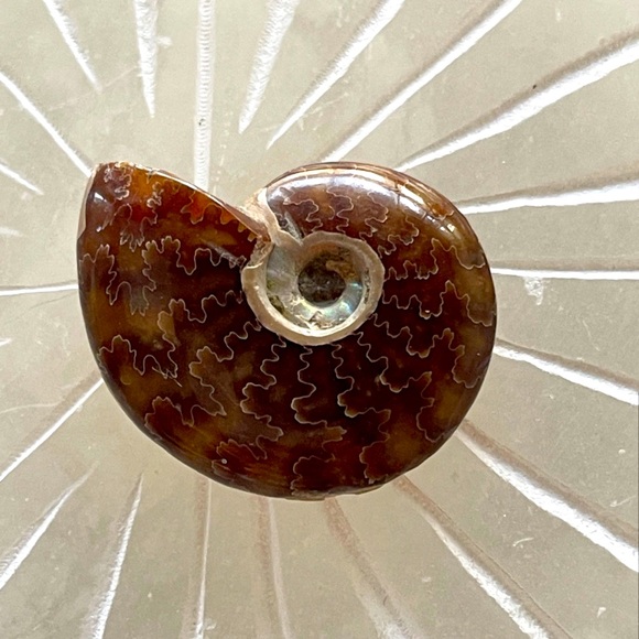 Polished Ammonite Fossil - Picture 3 of 3